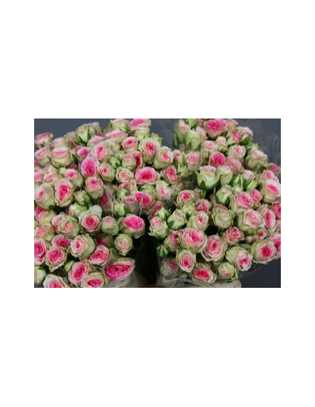 "MIMI" Spray Roses 60 stems