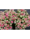 "MIMI" Spray Roses 60 stems
