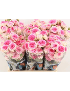"MIMI" Spray Roses 60 stems 2