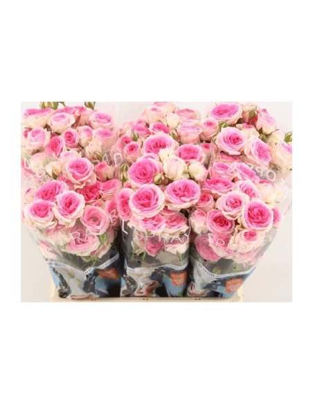 "MIMI" Spray Roses 60 stems