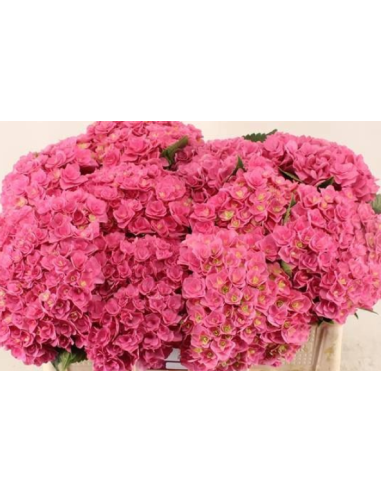 Premium Holland Hydrangea Royal Kiss Double Pink 20 stems Premium Holland Hydrangea Royal Kiss Double Pink 20 stems