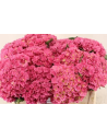 Premium Holland Hydrangea Royal Kiss Double Pink 20 stems