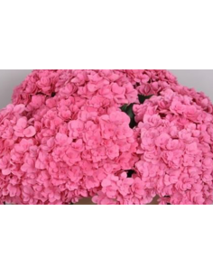 Premium Holland Hydrangea Royal Kiss Double Pink 20 stems 2
