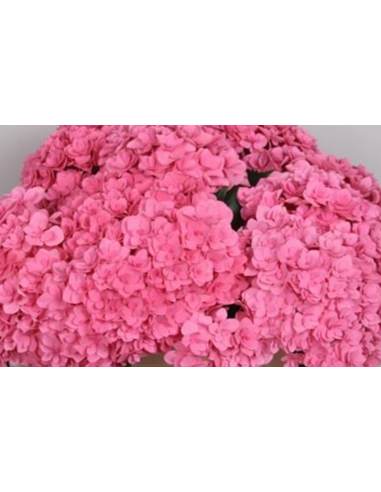 Premium Holland Hydrangea Royal Kiss Double Pink 20 stems Premium Holland Hydrangea Royal Kiss Double Pink 20 stems