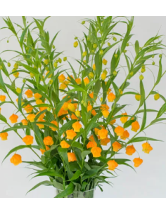 Chinese Lanterns "Sandersonia Aurantiaca" 50 stems