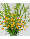 Chinese Lanterns "Sandersonia Aurantiaca" 50 stems