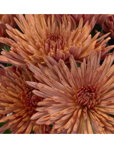 FALL PACK BRONZE Spiders / Anastasia By the Box 140 Stems 2