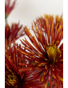 FALL PACK BRONZE Spiders / Anastasia By the Box 140 Stems