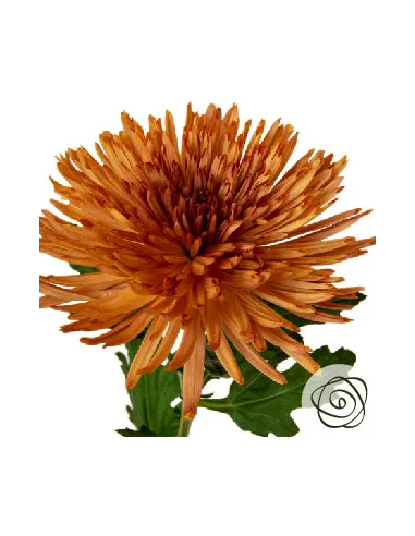 FALL PACK BRONZE Spiders / Anastasia By the Box 140 Stems