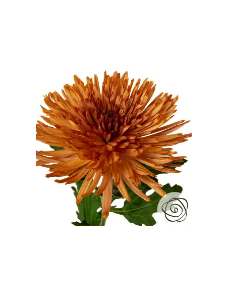 FALL PACK BRONZE Spiders / Anastasia By the Box 140 Stems