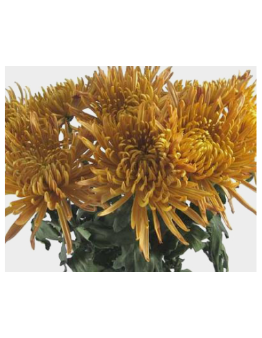 FALL PACK BRONZE Spiders / Anastasia By the Box 140 Stems