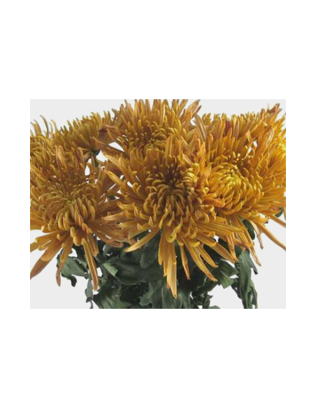 FALL PACK BRONZE Spiders / Anastasia By the Box 140 Stems