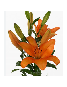 Royal Lilies 80 stems "Orange growers choice" 3/5 blooms per stem