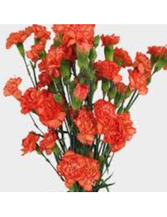 Orange Mini Carnations 150 stems