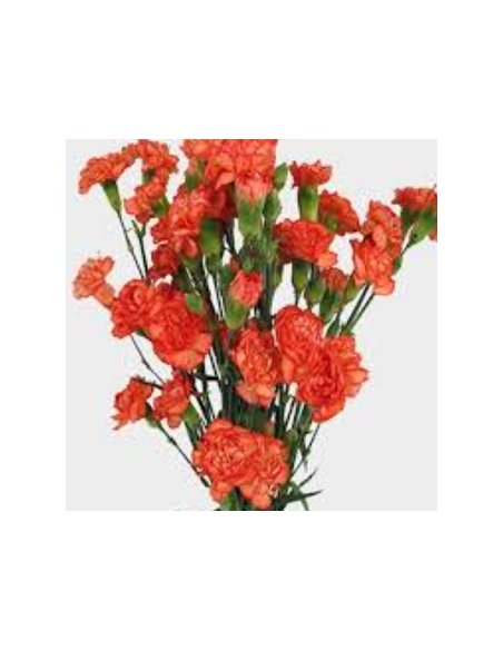 Orange Mini Carnations 150 stems