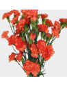 Orange Mini Carnations 150 stems