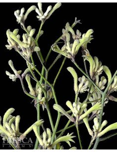 Kangaroo Paws By the Box 10 Bunches