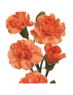 Orange Mini Carnations 150 stems 2