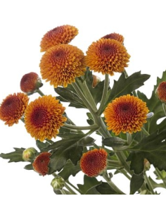 Buttons Bronze Solid Pack 14 Bunches