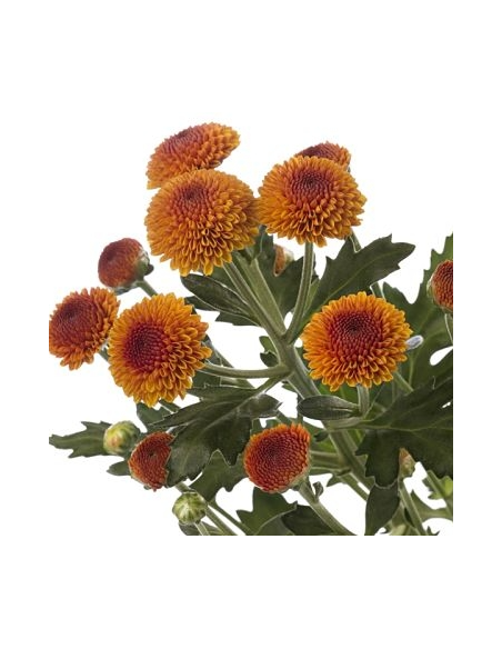 Buttons Bronze Solid Pack 14 Bunches