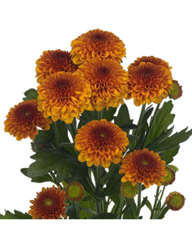 Buttons Bronze Solid Pack 14 Bunches