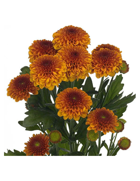 Buttons Bronze Solid Pack 14 Bunches