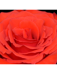 Orange Garota Rose 125 stems