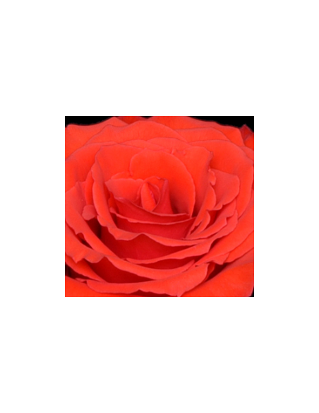 Orange Garota Rose 125 stems