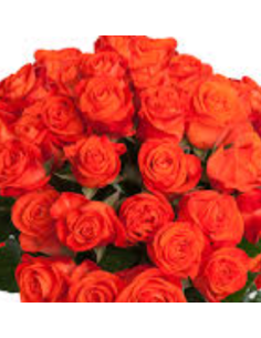 Orange Garota Rose 125 stems 2