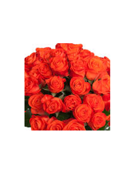 Orange Garota Rose 125 stems