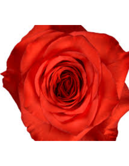 Orange bromo Rose 100 stems