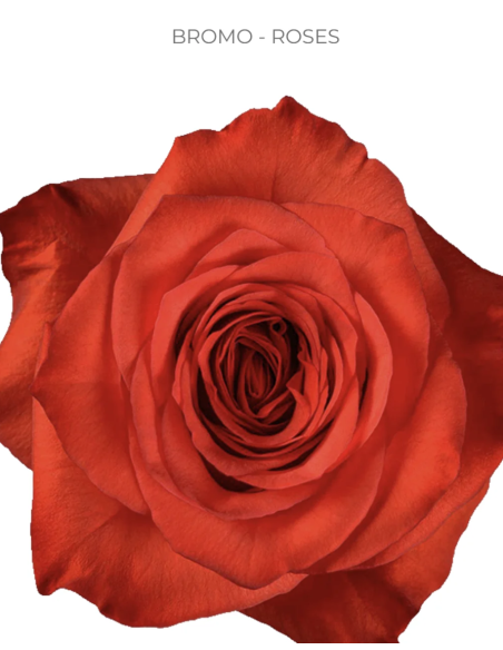 Orange bromo Rose 100 stems