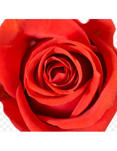 Orange New Face Rose 100 stems Orange New Face Rose 100 stems