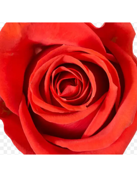 Orange New Face Rose 100 stems