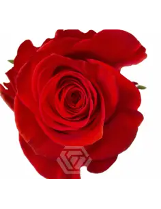 Orange New Face Rose 100 stems 2