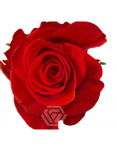 Orange New Face Rose 100 stems Orange New Face Rose 100 stems