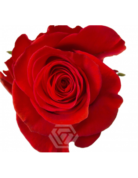 Orange New Face Rose 100 stems