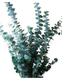 Eucalyptus Baby Blue 2