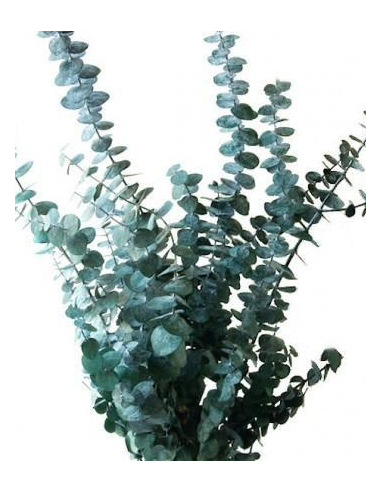 Eucalyptus Baby Blue 100 stems