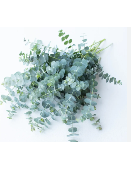Eucalyptus Baby Blue 100 stems