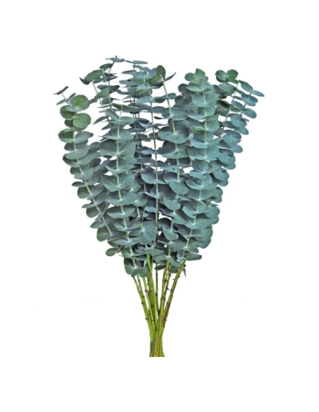 Eucalyptus Baby Blue 100 stems