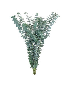 Eucalyptus Baby Blue