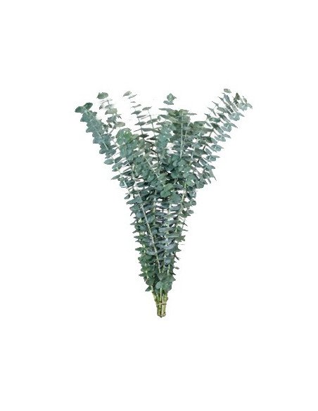 Eucalyptus Baby Blue