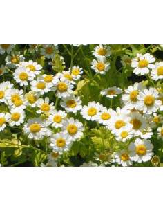 Fever Few By the Box.