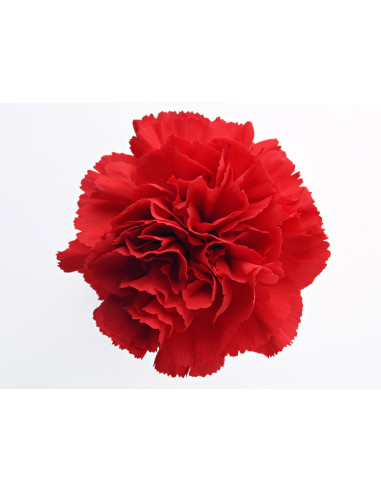 Carnations