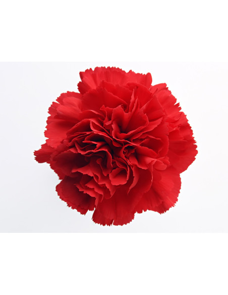 Carnations
