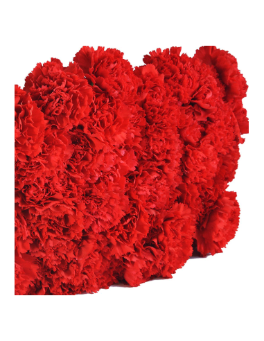 Solid Red Carnations | Classic Red Carnations Wholesale (250‑Stem Bulk Box)