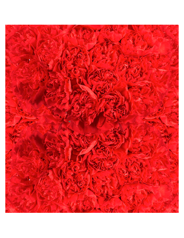 Solid Red Carnations | Classic Red Carnations Wholesale (250‑Stem Bulk Box)