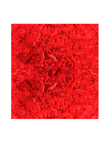 Solid Red Carnations | Classic Red Carnations Wholesale (250‑Stem Bulk Box)