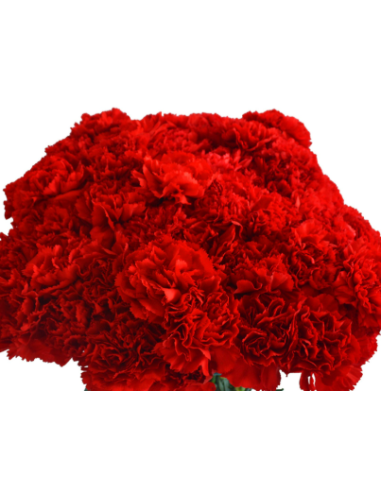 Solid Red Carnations | Classic Red Carnations Wholesale (250‑Stem Bulk Box)